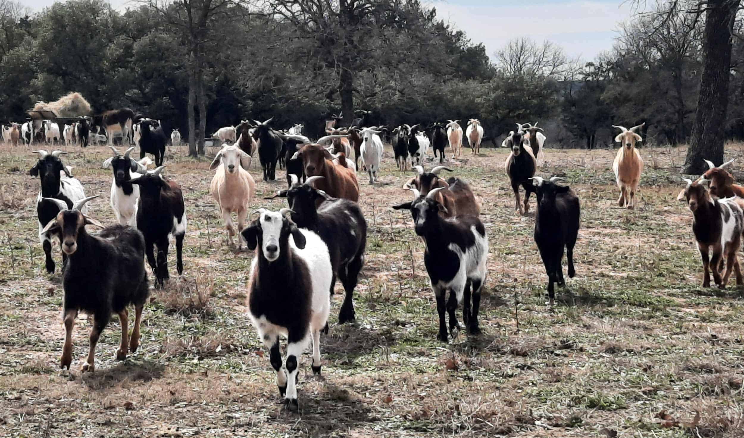 RS river ranch goats